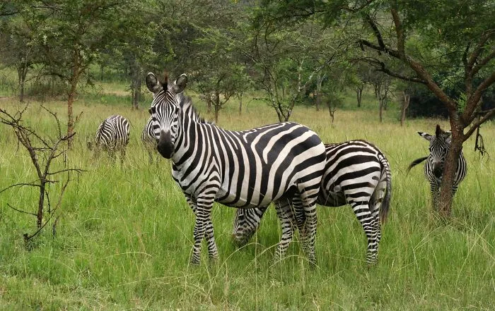 Zookeepers Anonymously Reveal The Darkest Zoo Secrets They Keep Shut Behind Bars (35 Pics)
