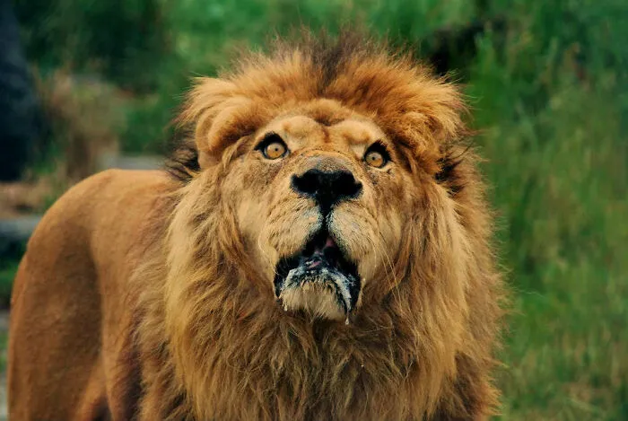 Zookeepers Anonymously Reveal The Darkest Zoo Secrets They Keep Shut Behind Bars (35 Pics)