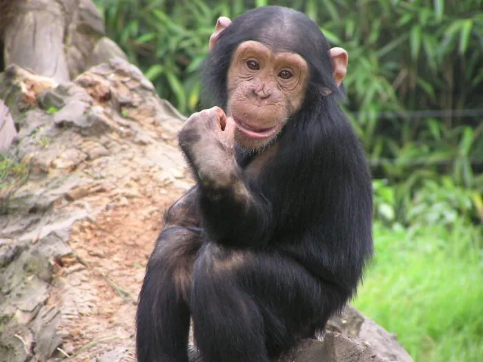 Zookeepers Anonymously Reveal The Darkest Zoo Secrets They Keep Shut Behind Bars (35 Pics)