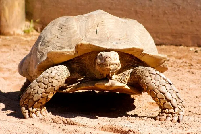 Los cuidadores de los zoos revelan de forma anónima los secretos más oscuros que guardan tras las rejas (20 fotos)