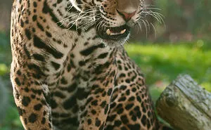 Zookeepers Anonymously Reveal The Darkest Zoo Secrets They Keep Shut Behind Bars (35 Pics)