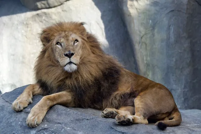 Zookeepers Anonymously Reveal The Darkest Zoo Secrets They Keep Shut Behind Bars (35 Pics)