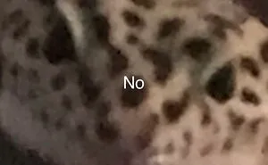 Hey Pandas, Turn A Pic Of Your Pet Into A Meme (Closed)