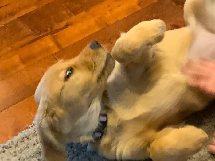 My Friends Doggo
