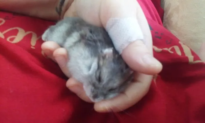My Sweet Dwarf Hamster Arwen Asleep In My Hand