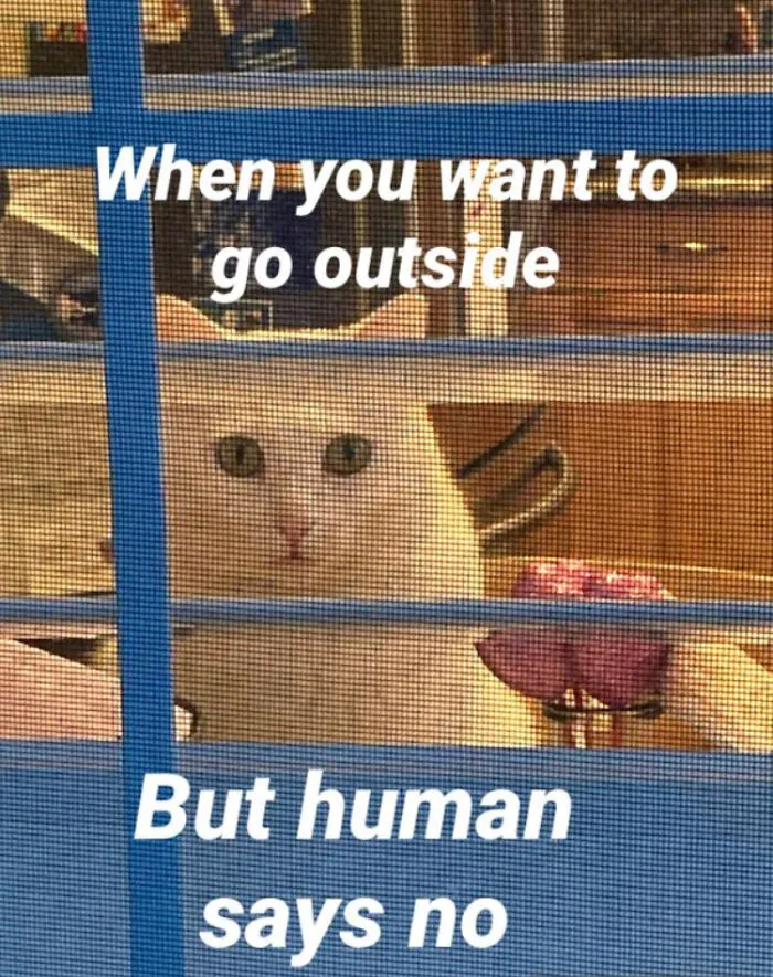 Humans Never Let Us Do Anything Fun