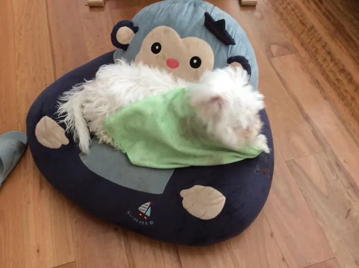 Doggo In Beddo