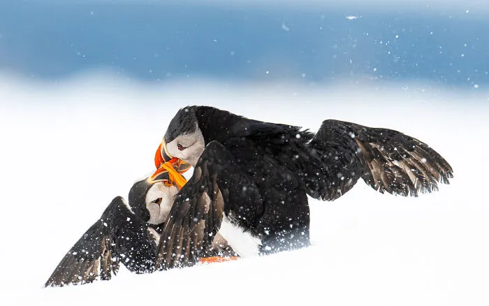 Atlantic Puffin By Øyvind Pedersen