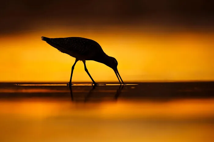 Bar-Tailed Godwit, By Mario Suarez Porras