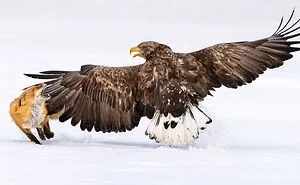 Here Are The 31 Finalists Of 2021 Bird Photographer Of The Year Awards