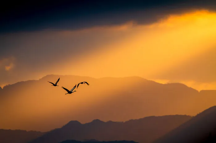 Hooded Crane By Taku Ono