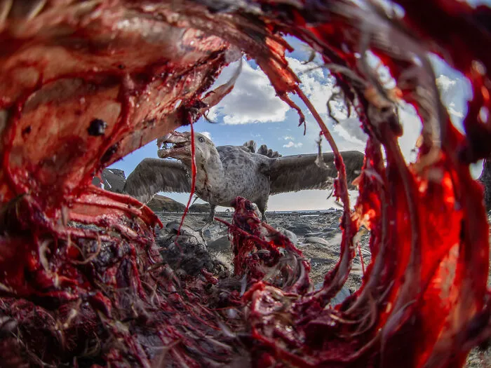 Southern Giant Petrel By Eirik Grønningsæter