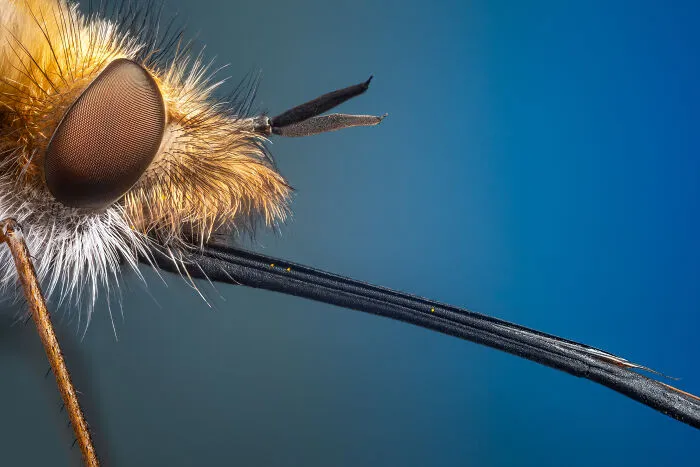 Bee Fly