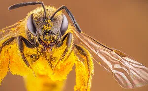 Some Insects Portraits I Took