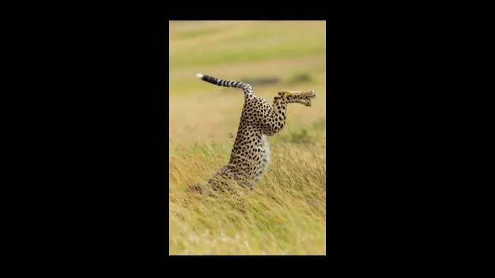 Face Plant
