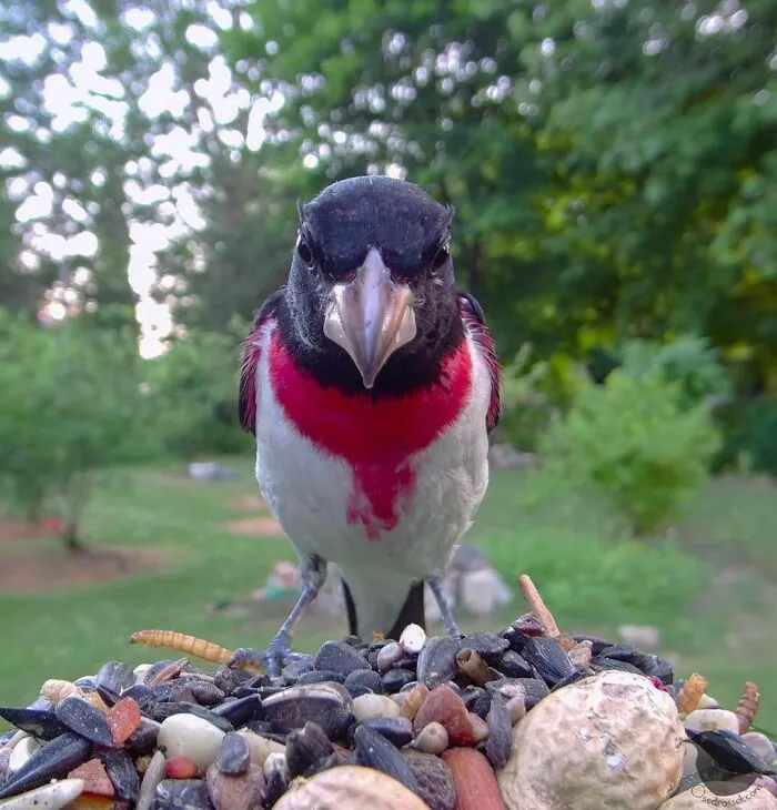 Rose-Breasted Grosbeak