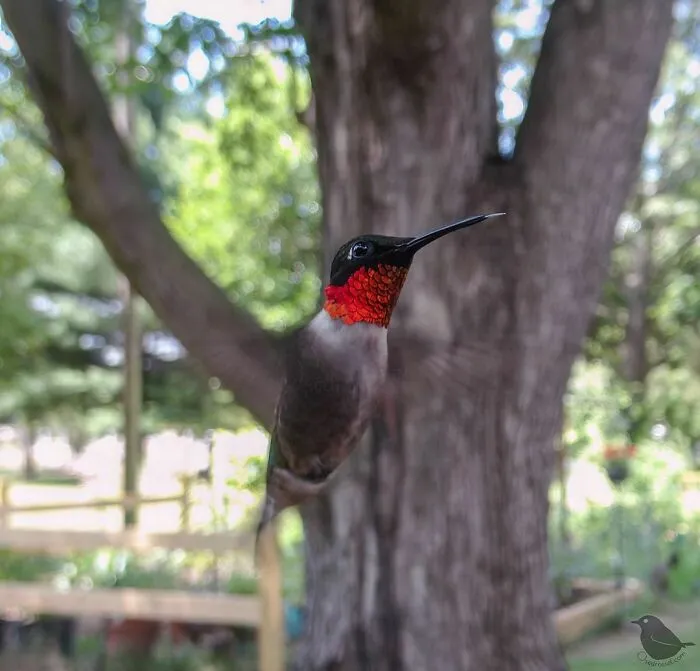 Hummingbird