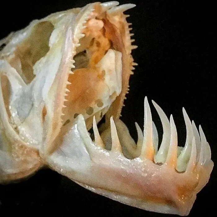 On My Instagram I Show The Most Bizarre Fish Teeth You Will Ever See.