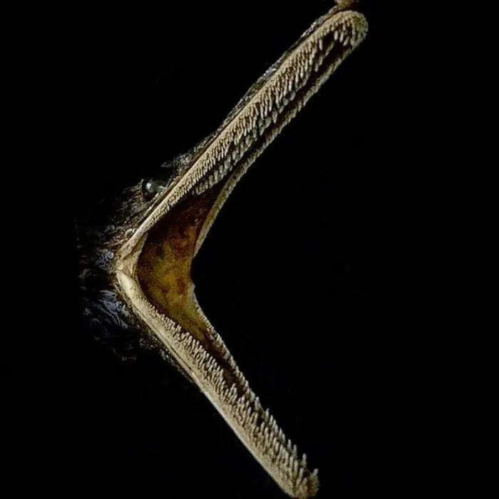 On My Instagram I Show The Most Bizarre Fish Teeth You Will Ever See.