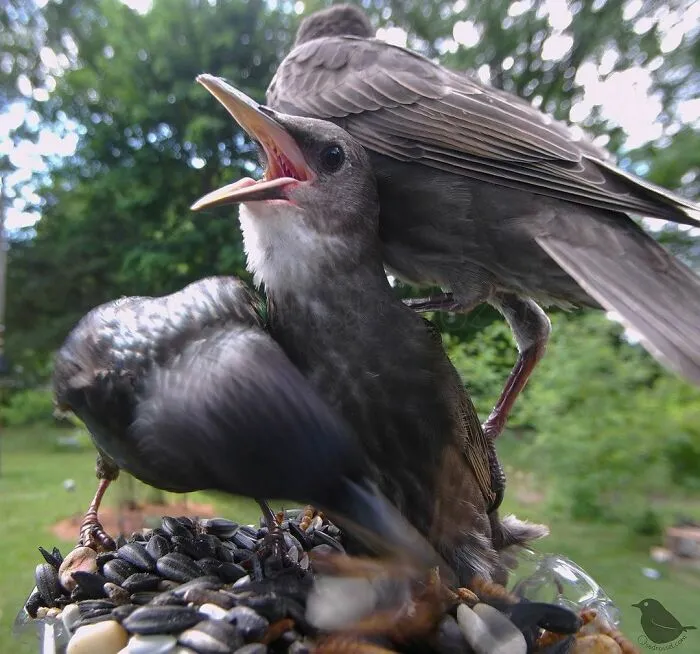 Starlings