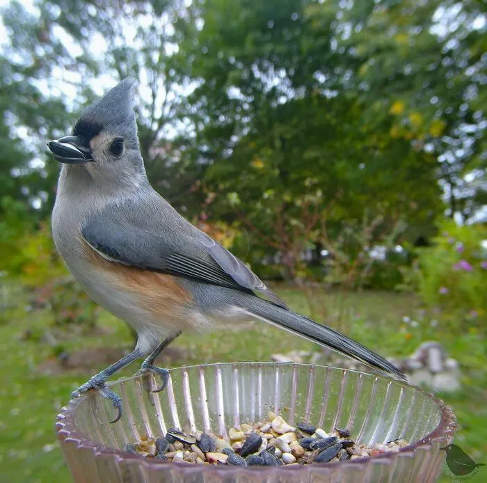 Titmouse