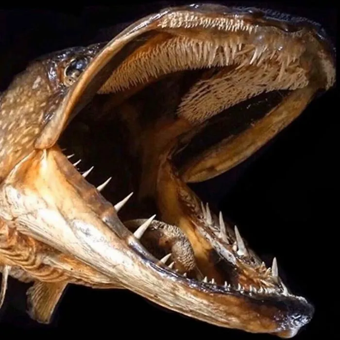 On My Instagram I Show The Most Bizarre Fish Teeth You Will Ever See.