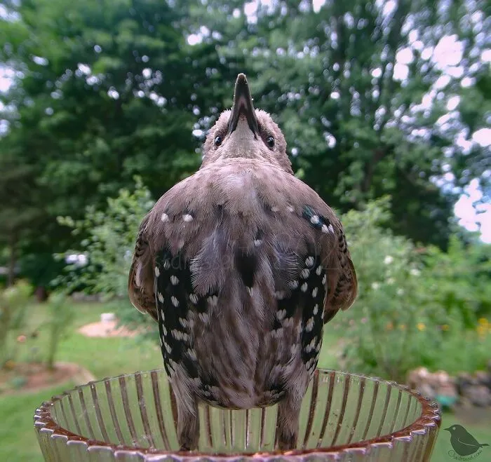 Starling