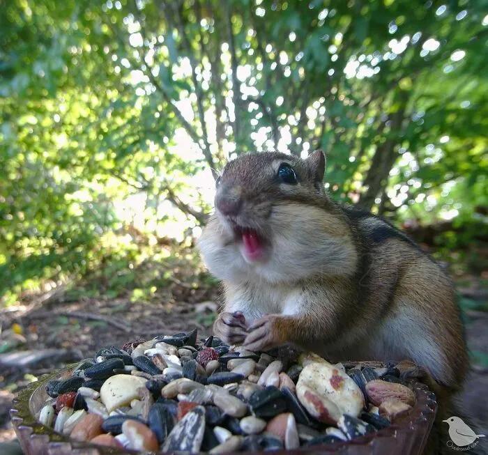Chipmunk Mr. Vacuum