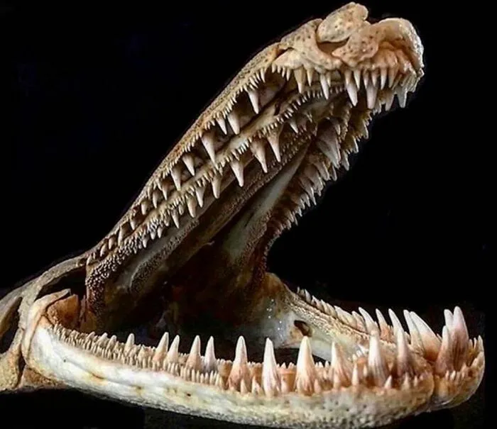 On My Instagram I Show The Most Bizarre Fish Teeth You Will Ever See.