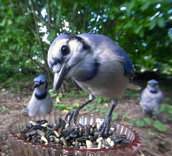 Blue Jays
