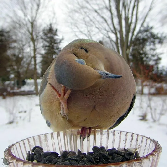 Mourning Dove