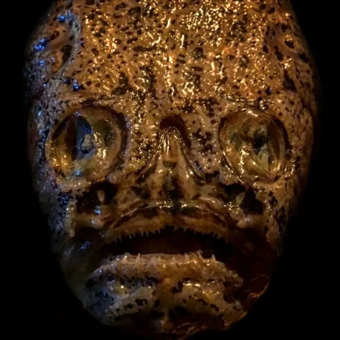 On My Instagram I Show The Most Bizarre Fish Teeth You Will Ever See.