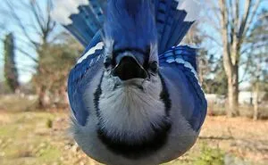 Woman Puts Camera On Bird Feeder In Her Yard, Here Is What It Has Caught (30 New Pics)