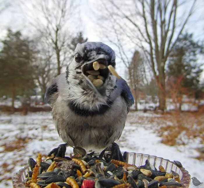Blue Jay