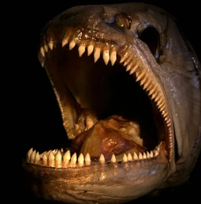 On My Instagram I Show The Most Bizarre Fish Teeth You Will Ever See.