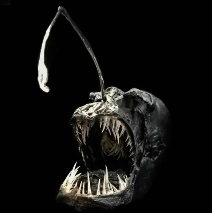 On My Instagram I Show The Most Bizarre Fish Teeth You Will Ever See.