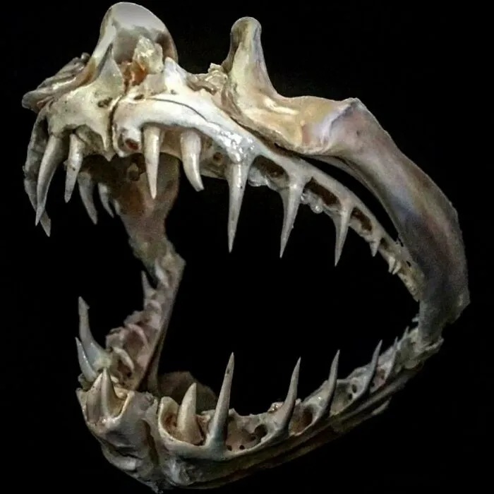 On My Instagram I Show The Most Bizarre Fish Teeth You Will Ever See.