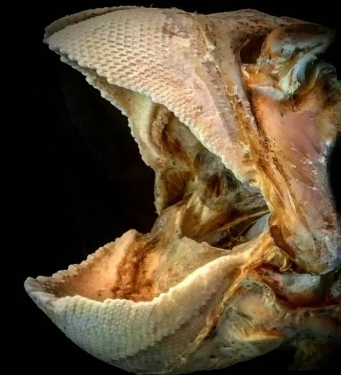 On My Instagram I Show The Most Bizarre Fish Teeth You Will Ever See.