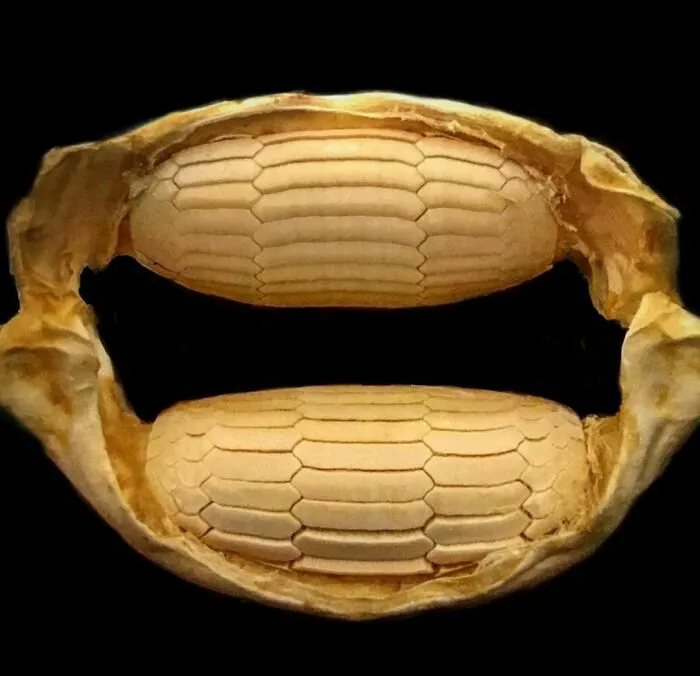On My Instagram I Show The Most Bizarre Fish Teeth You Will Ever See.