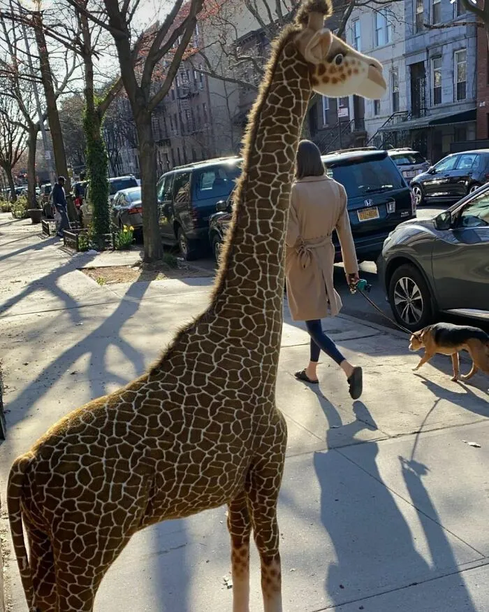 This Is The Realest Looking Stoop Giraffe Ever! Not Sure About Its Competition Though. Jefferson Bt Malcolm X And Stuyvesant