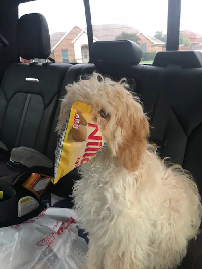 Coco The Cookie Snatcher