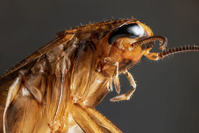 Cockroach