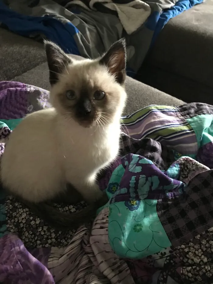 My Grandma Got A New Kitten Earlier This Year. His Name Is Cash, And I Love Him