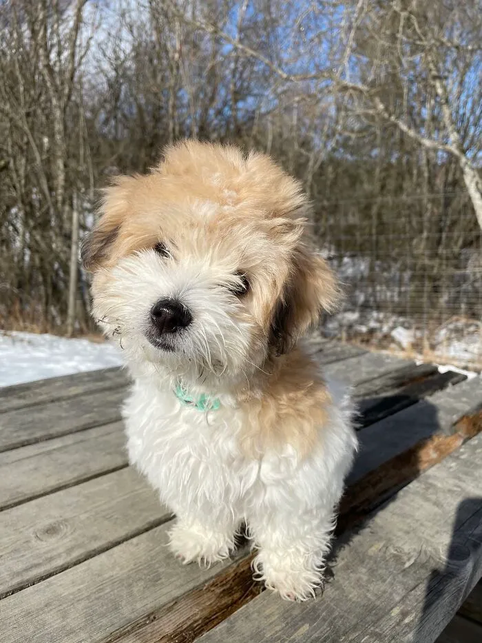 My Coton De Tulear, Miyuki. 3 Months Old ❤️