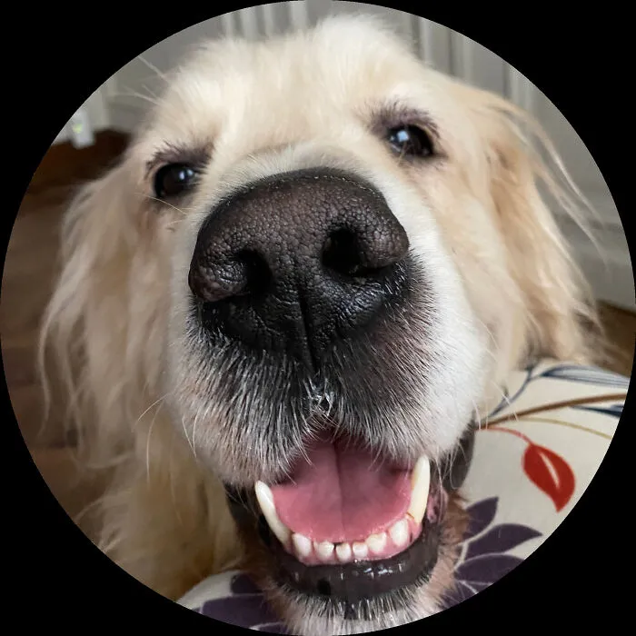 Happy Doggo