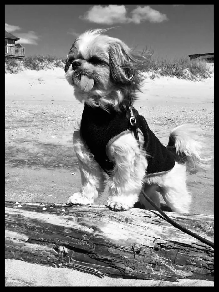 Super Dog -