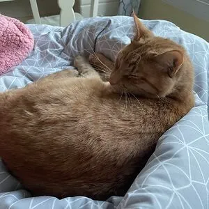 Bella, Your Kitty-Loving Queen