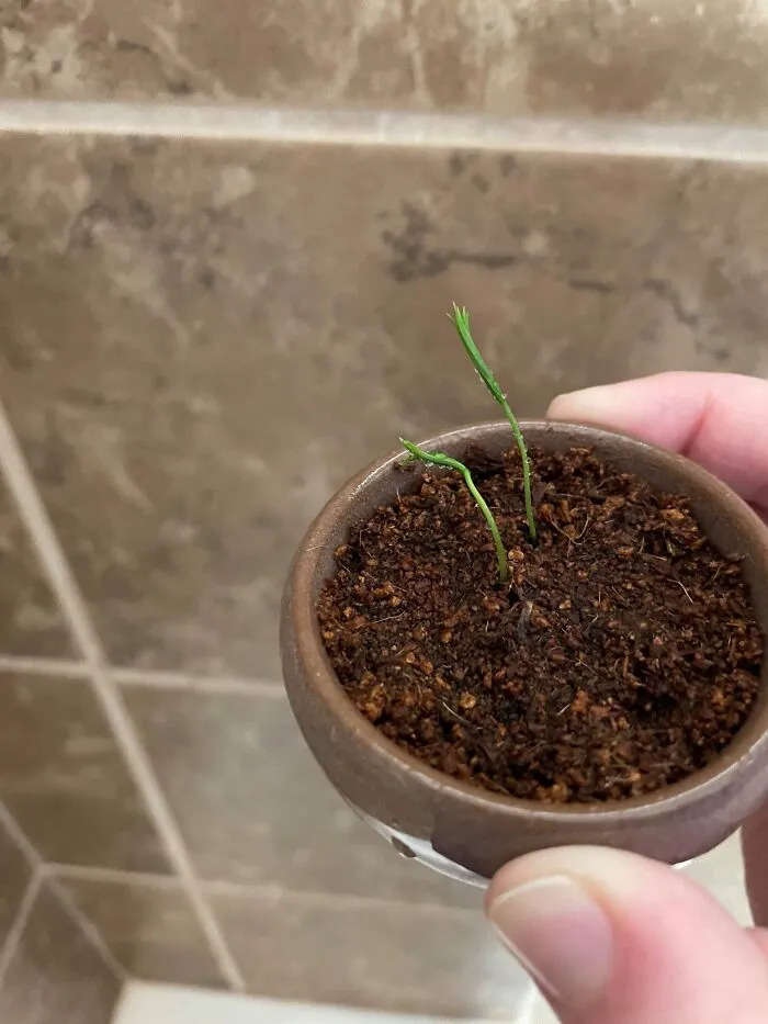 The Bonsai Tree Kit I’ve Been Growing For A Couple Of Months