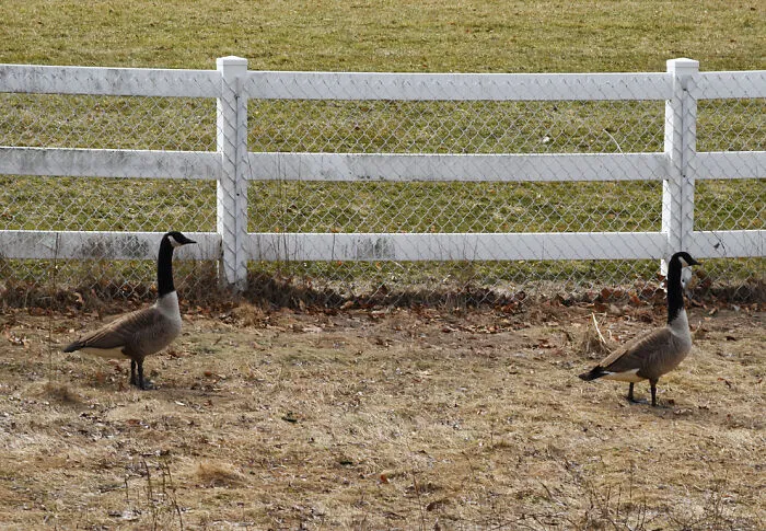 Geese