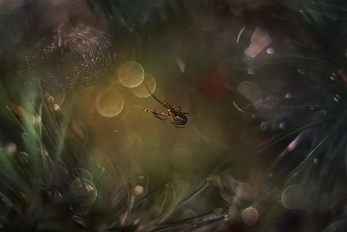 I Photograph Spiders And Their Beautiful Faces